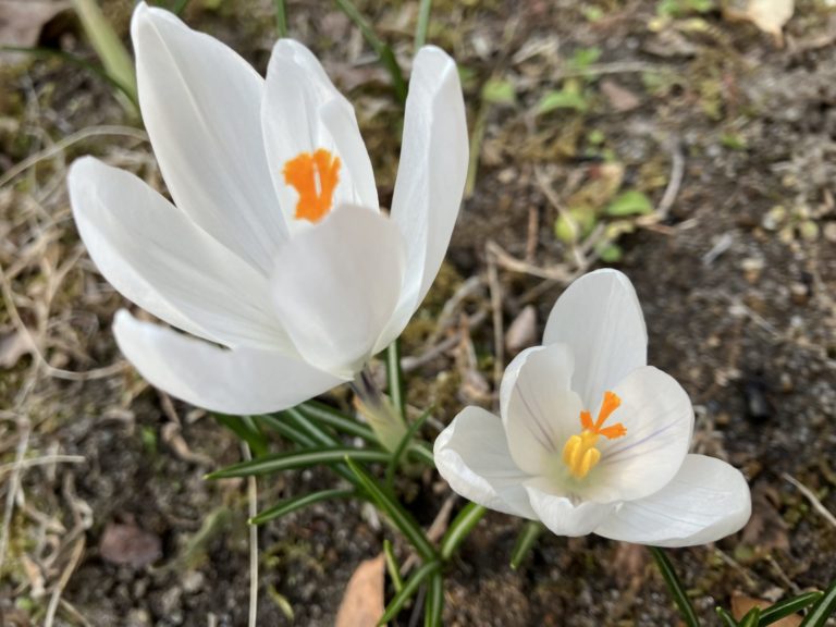 心理検査の予約受付日について　2026年2～3月分