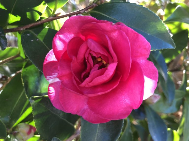 心理検査受の受付を再開します（2026年2月分から）